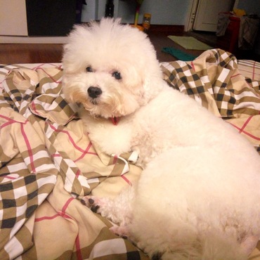 いつも一緒に寝ていた犬ちゃんを久しぶり会えていない
