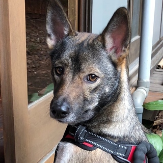 仔犬の面倒をよくみる優しい穏やかな子です