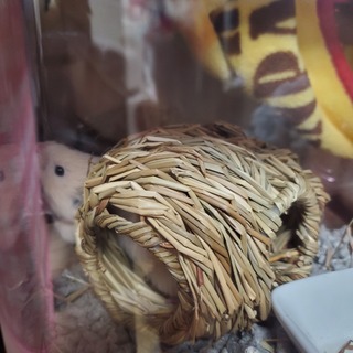 ロングヘアーハムスター