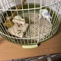 セキセイインコ雛2羽里親様募集します。