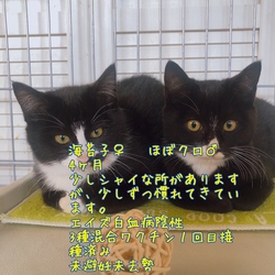 入間ショッピングプラザサイオス猫の里親会 サムネイル2