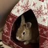 お気に入り