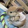 ベビーなジャスミン