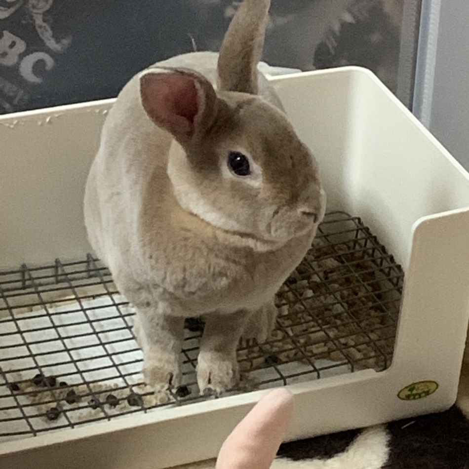 ここあのカバー写真
