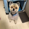 お散歩大好きなポメラニアンです