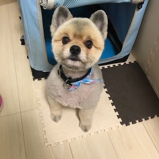 お散歩大好きなポメラニアンです