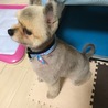 お散歩大好きなポメラニアンです サムネイル2