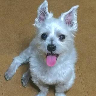 マルチーズ×ヨーキーmix♂　預かり日記あり