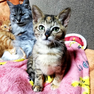 むぎわら柄の甘えん坊女の子。人も猫も犬も好き。