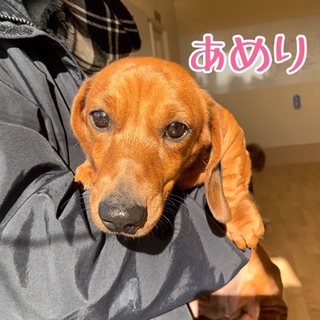 ☆あめり☆里親さま決定☆