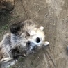 ねもりん