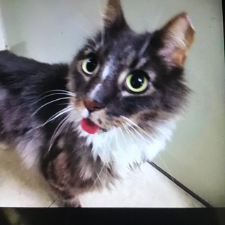 ハンデ有るけど家族が欲しいな