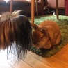 ウサギもワンコも仲良しでした
