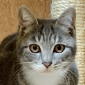 ふわふわ美猫のエトワール…4ヶ月