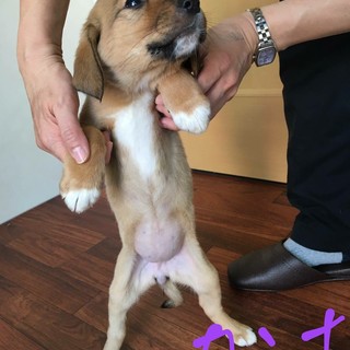 保護した犬が9匹の仔犬を産みました  カンナです。