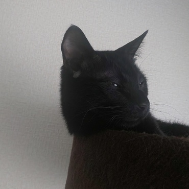 ひげもじゃかわいい