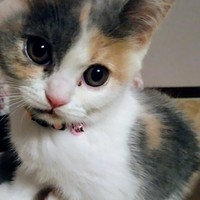 リリィ リル リリィ