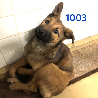 まだ子供です。野犬の男の子。