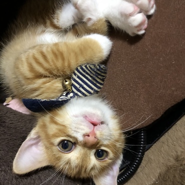 何見てるんだにゃん！