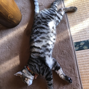 うちの猫が死んでいます…？