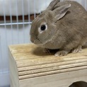 1歳未満のウサギさん
