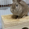 1歳未満のウサギさん サムネイル2