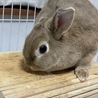 1歳未満のウサギさん サムネイル3