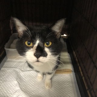 譲渡されました♡有難うございました！