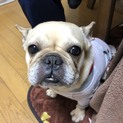 フレンチ とろちゃん