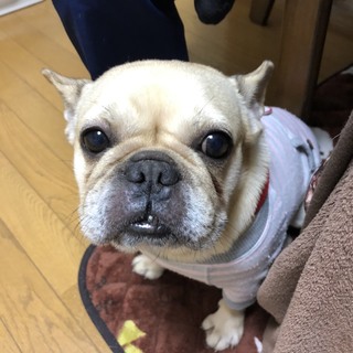 フレンチ とろちゃん