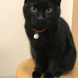 黒猫の1歳2ヶ月ー福岡県