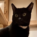 大人の魅力を教えてあ・げ・る黒猫モモちゃん