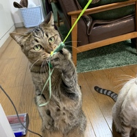 ゆず