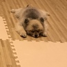 お散歩大好きなポメラニアンです サムネイル5
