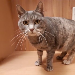 グレーまだら★すみれちゃん