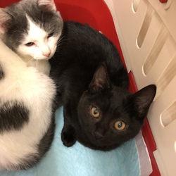 子猫・成猫譲渡会（静岡市葵区）