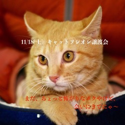 ＊幸せ探しのネコ譲渡会＊子猫〜成猫＊