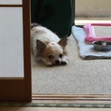 おとなしく優しいチワワです。