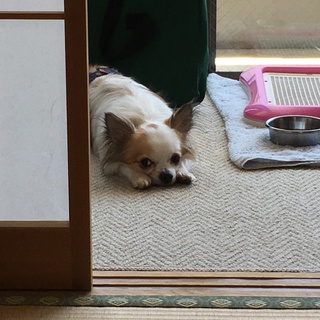 おとなしく優しいチワワです。