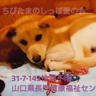 保護先から再募集します。