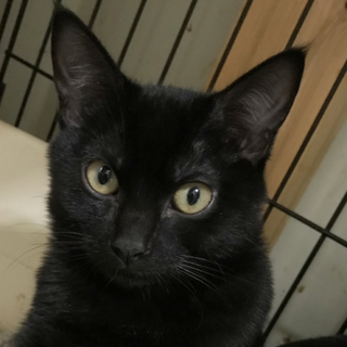 トライアル決定★人馴れ抜群の可愛い黒猫君