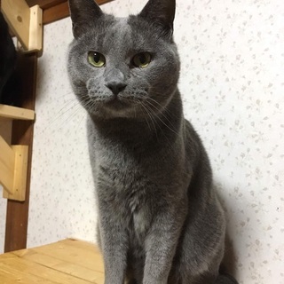 トライアル決定★ロシアンブルーっぽいロン君