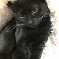 黒猫の女の子です♪