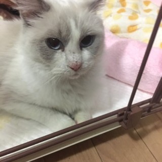 ラグドールのパフュームちゃん