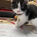 子猫 飼えなくなりました