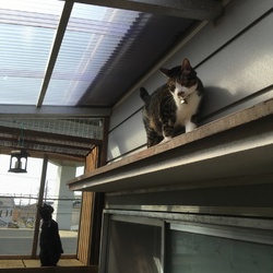 「トムさん、春は工事せんならんなぁ」サムネイル1