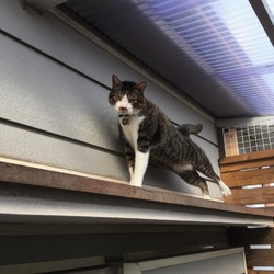 「トムさん、春は工事せんならんなぁ」サムネイル2