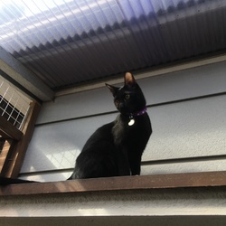 「トムさん、春は工事せんならんなぁ」サムネイル3