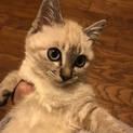 下半身麻痺のエニーちゃん