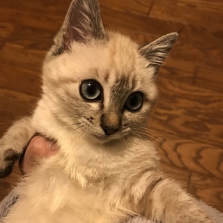 下半身麻痺のエニーちゃん